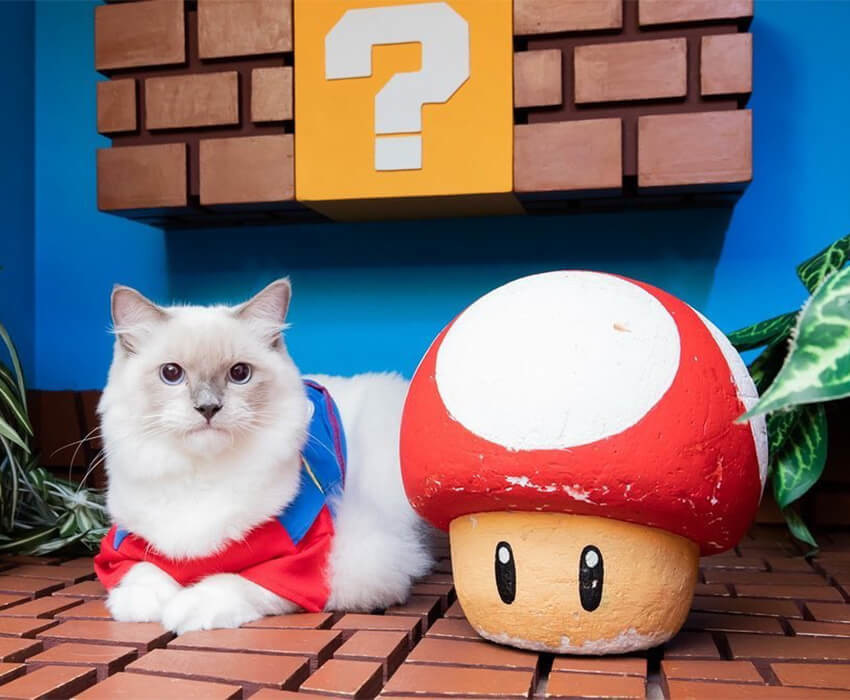 貓咪玩遊戲消耗精力-超級瑪利歐-雪泥貓