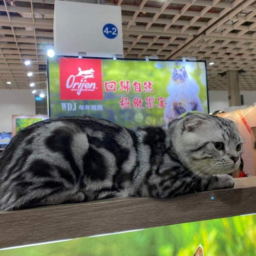 2022展昭世界貓咪博覽會落幕